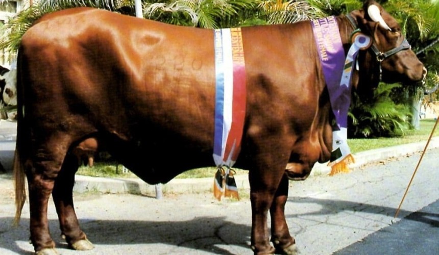 30 years of Rocky Beef Expo champions shows changing tastes in cattle breeding