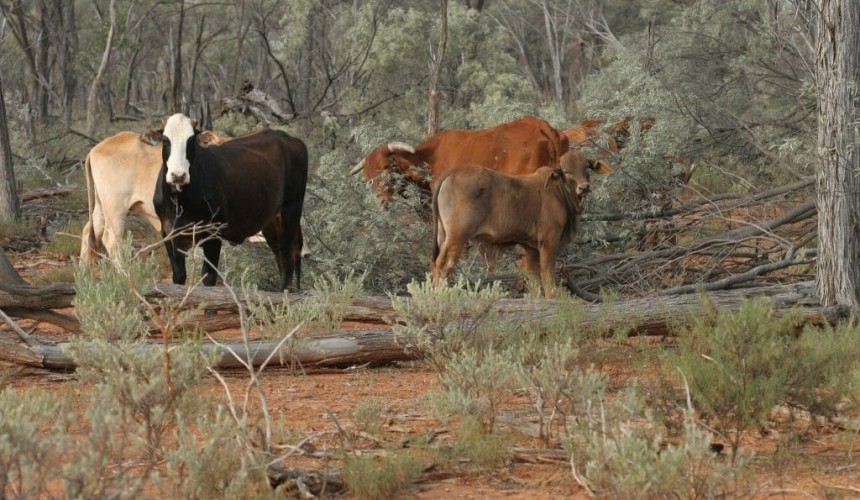 Cattle Australia delivers draft principles of Land Management Commitment