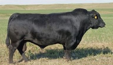What are the most widely-used Angus AI sires?