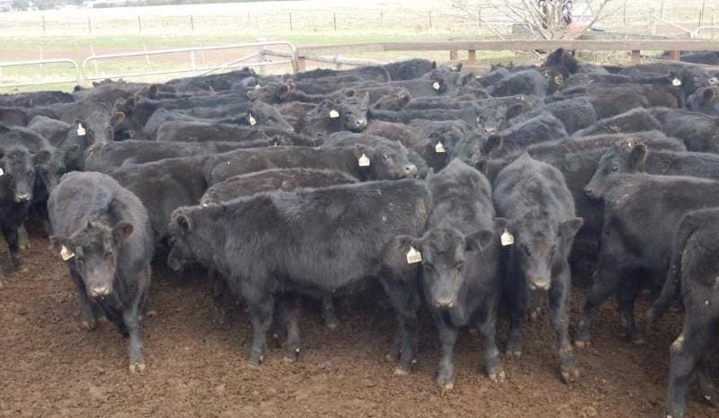 AuctionsPlus numbers lift, as vendor expectations align with market conditions