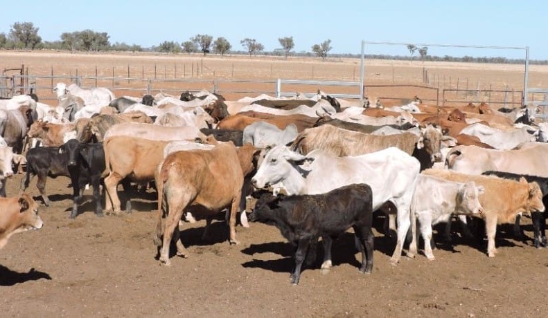 Surge in listings on AuctionsPlus