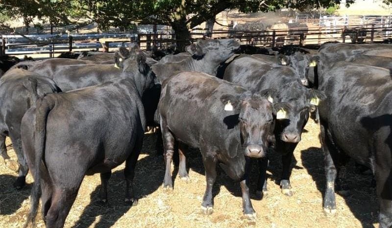 Young steer and heifer pries slip on AuctionsPlus