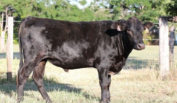 Poll Wagyu appeal underlined in record-setting seedstock sale