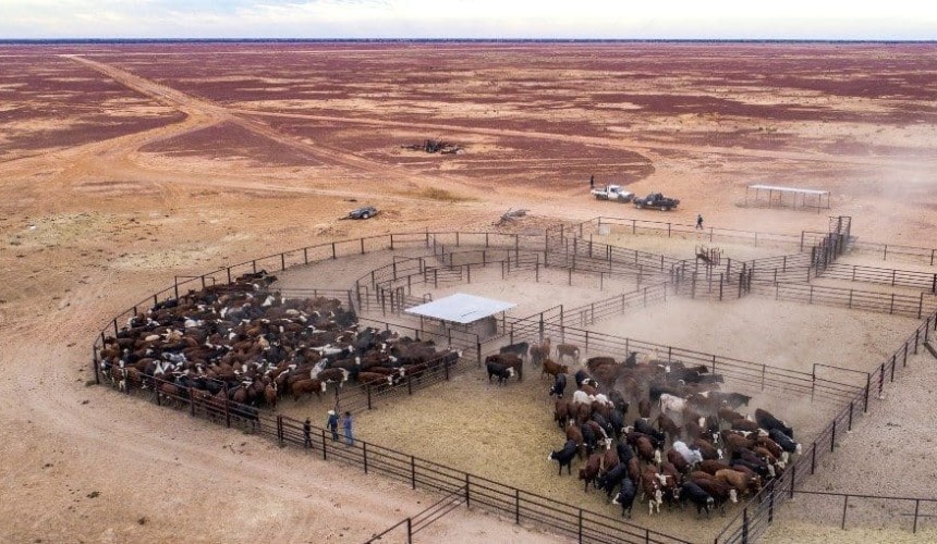 World’s second largest cattle station hits the market
