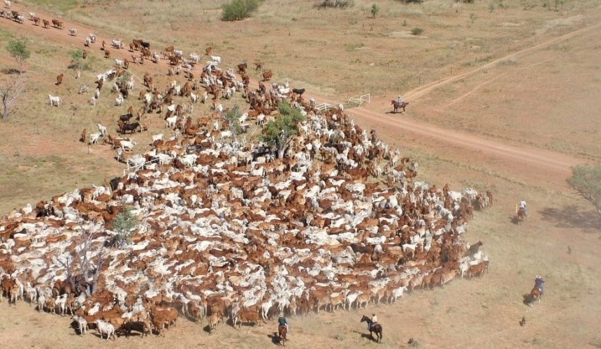 Big northern heifer offering snapped-up before sale on AuctionsPlus