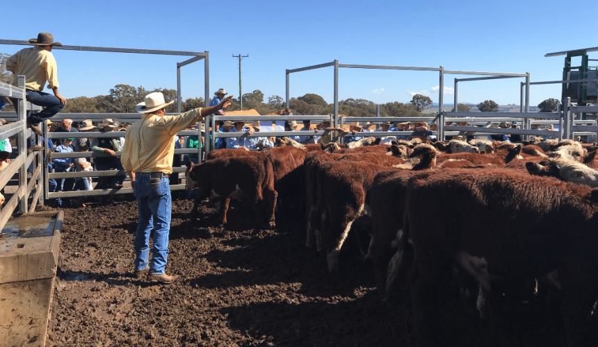 Dry pushes more cattle into southern saleyards