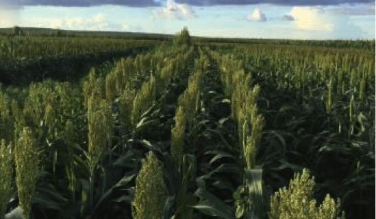 Opinion: In defence of high value agriculture at Olive Vale in Qld’s Cape