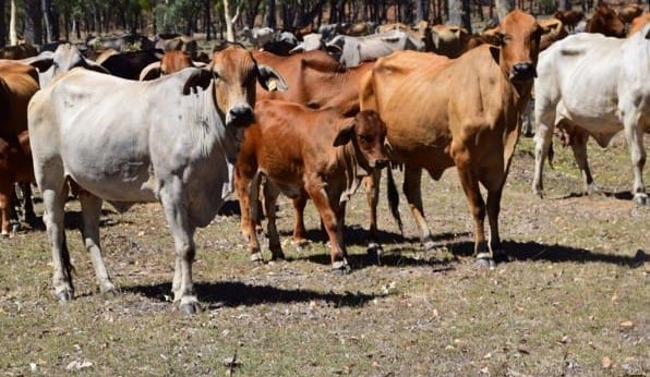 Driving weaning rates higher at Werrington