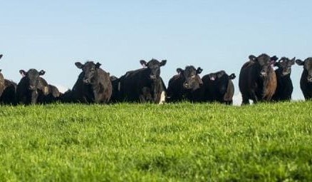 NZ orders mass 126,000 head cattle cull