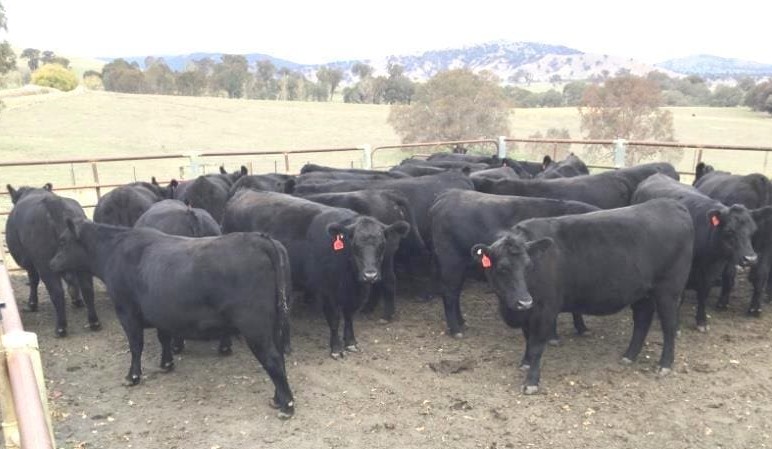 Heifer values trend down in smaller AuctionsPlus offering