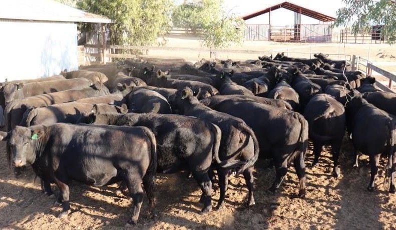 Sharp rises in young cattle values on AuctionsPlus