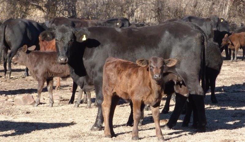 Steer, heifer prices ease on AuctionsPlus