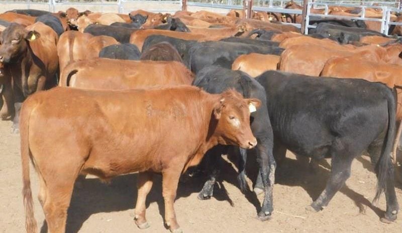 Feeder & fed cattle prices showing sharp new-season price spikes
