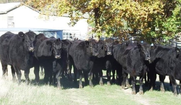 Heifer values rise in smaller AuctionsPlus offering