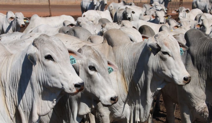 Indonesia’s FMD outbreak may open gates to cattle from Brazil