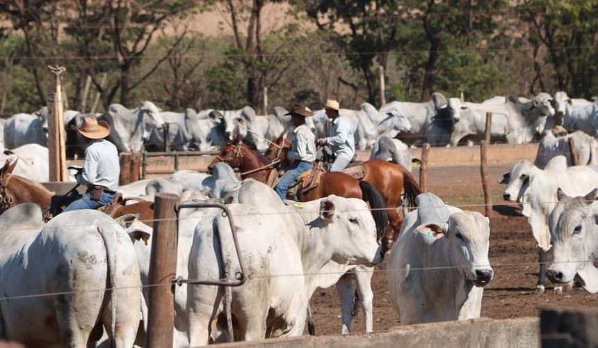 BSE-infected animal detected in Brazil