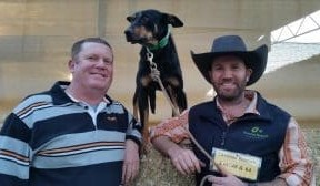 Kelpie sells for record $22,200 at Casterton