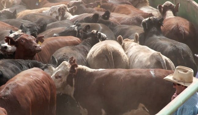 What would a national livestock standstill entail?