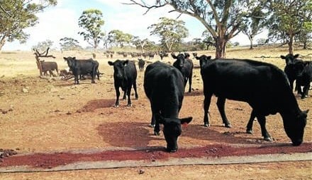 Plan now for prospect of dry autumn in the south, producers advised
