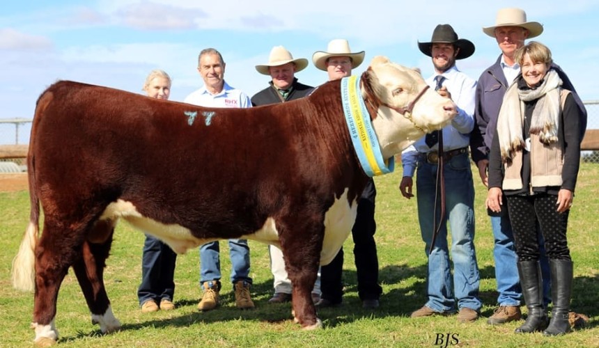 Bulls to $32,000 at Herefords’ season-impacted Dubbo National