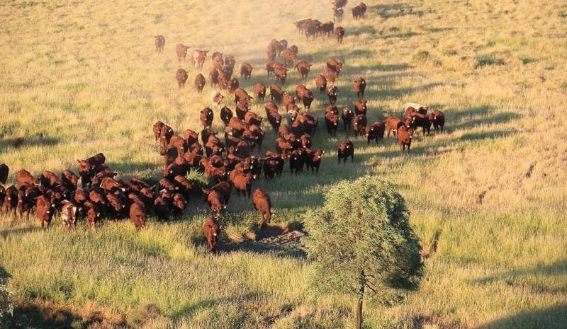 Paraway’s $13m Condamine acquisition will play key backgrounding role