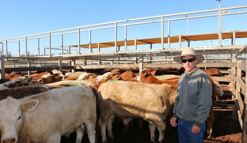 Roma store 12 June 2018: Market stronger for heavy feeders