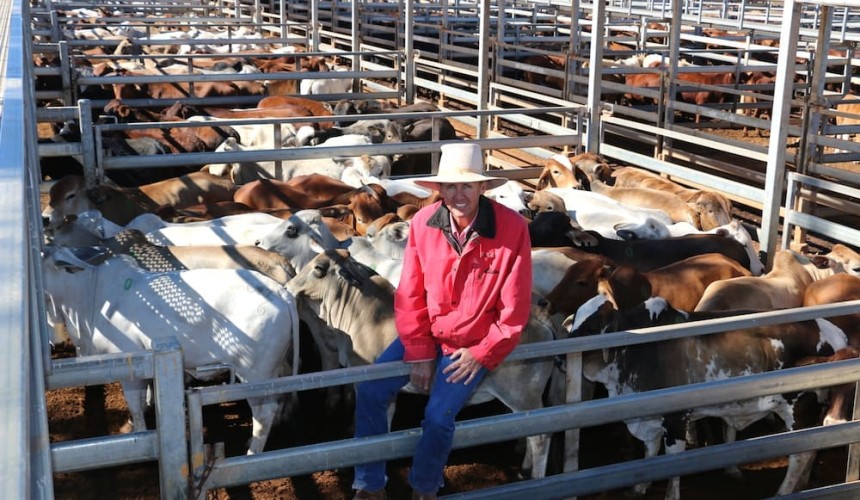 Roma store 19 June 2018: Stronger market for feeder steers