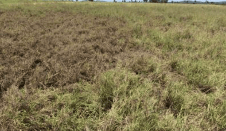 Taking the endophyte to pasture dieback