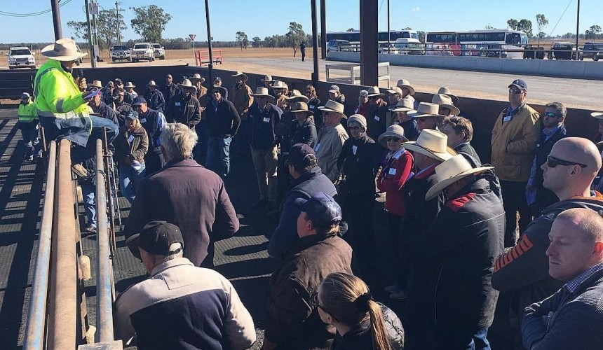 Bud Box a big hit at Grassdale