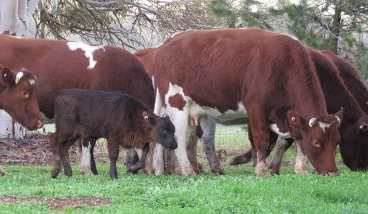 Lotfeeders active in larger AuctionsPlus offering