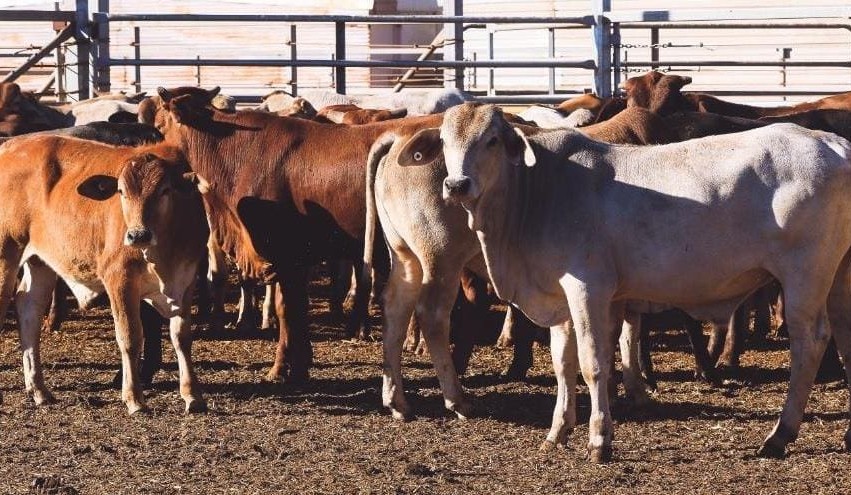 Qld-developed vaccine stops incurable cattle disease in breakthrough trial