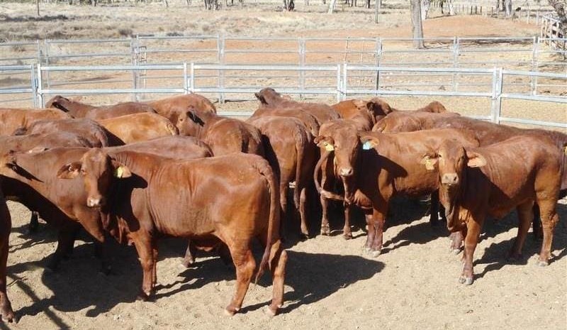 Clearance rates slip to 41pc in smaller AuctionsPlus offerings