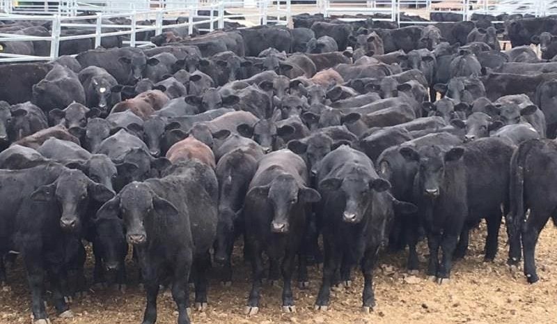 Big northern offerings boost AuctionsPlus numbers