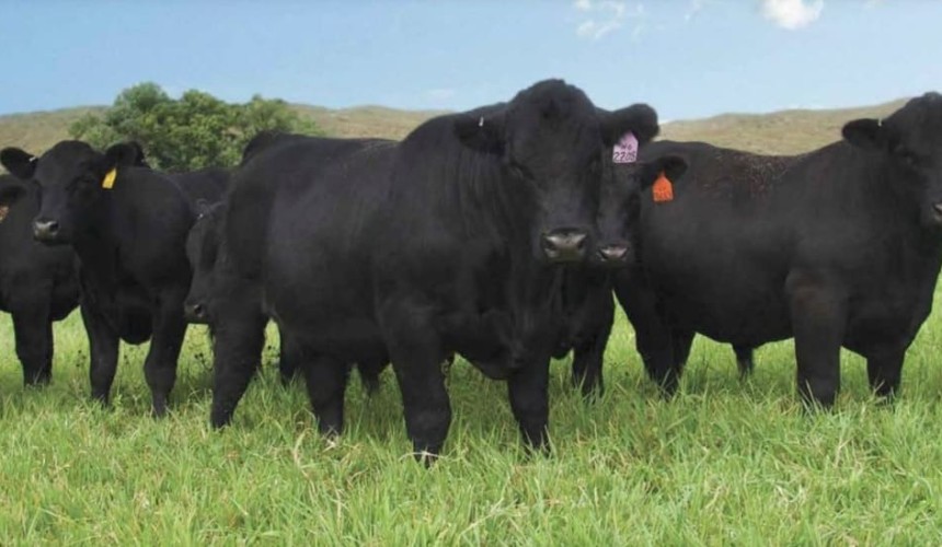Weekly genetics review: Genetic selection or genetic improvement? The balancing act in breeding decisions