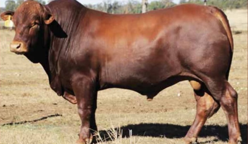 ‘Hot and cold’ start to 2018 spring bull market, as Belmonts set national record