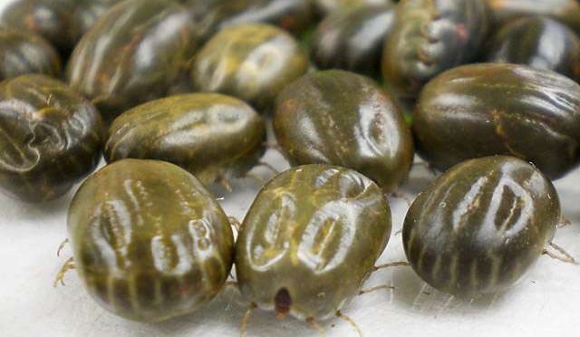 Call for action on cattle ticks in NSW
