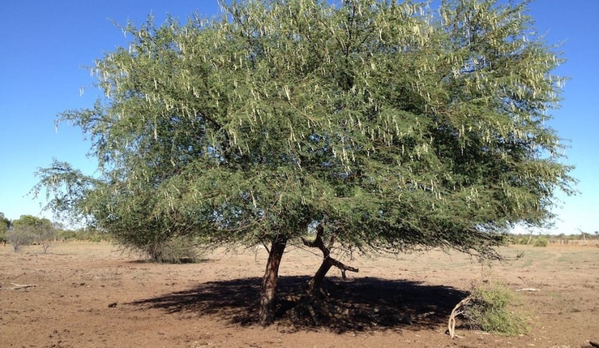 Cost benefit analysis of prickly acacia undertaken in NT