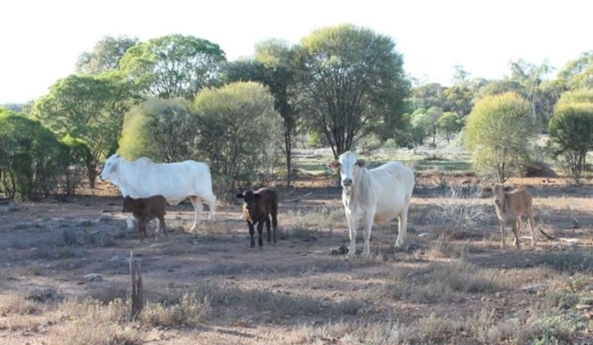 Weekly property review: Carbon contracts show potential to increase land values