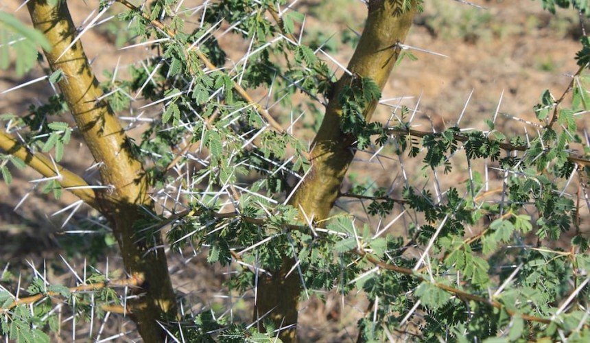 Weekly Property Review: Does woody weed management impact land value?