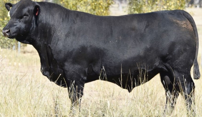 Early spring bull season results a case of ‘haves’ and ‘have-nots’