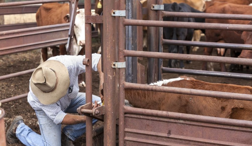 Veterinarians urged to register their interest in supporting future disease responses
