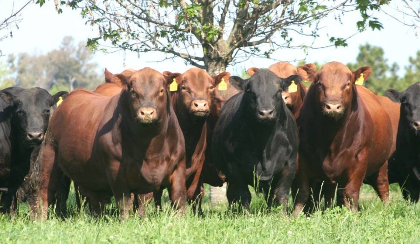Tools available to help producers pick a high-performance sire + Videos