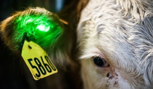 Ag tech briefs: ‘Green light’ tag for animal health monitoring