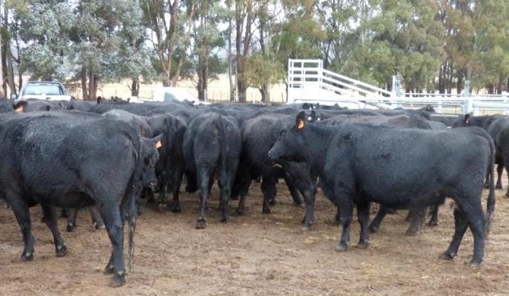 Young cattle out of NSW dominate AuctionsPlus listings