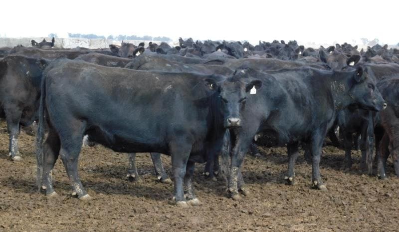Weekly genetics review: How heavy are your cows?