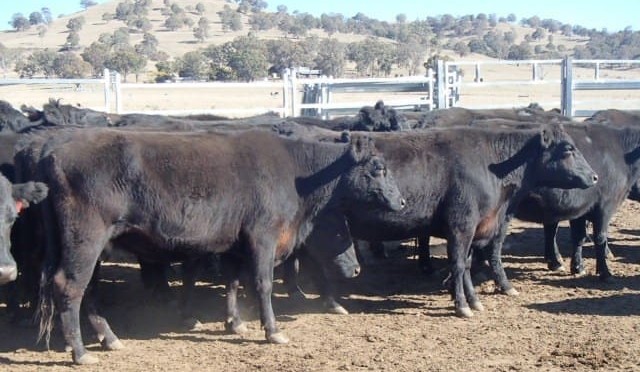 Weekly genetics review: Advantages to a shorter gestation length