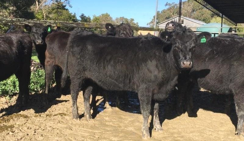 Young cattle prices softer in smaller AuctionsPlus offering