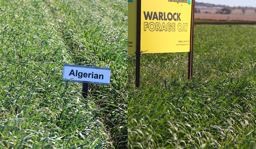 Two oat crops tell story of a century of breeding progress