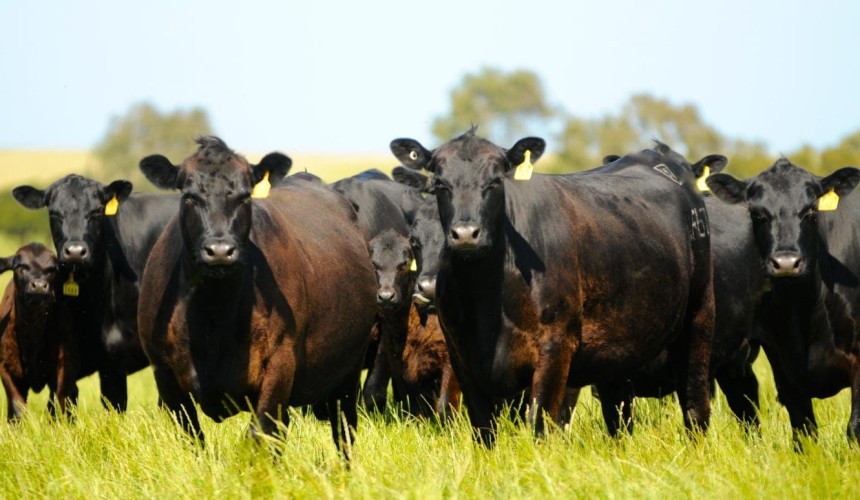 Genetics: The big cow myth – measuring the economic impact
