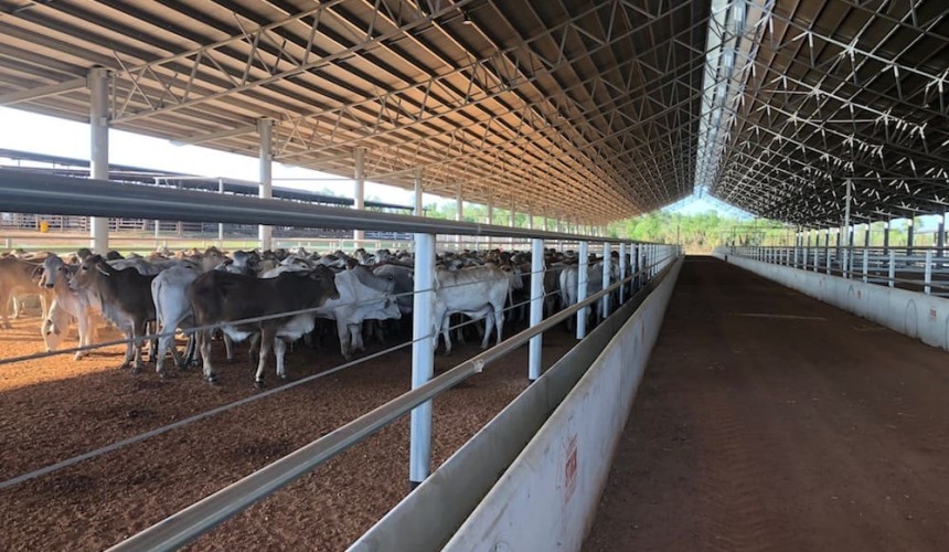 New $5m Berrimah Yards take first cattle as Darwin exports rise to three-year-high